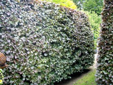 Fagus sylvatica purpurea - Sämlings-Blutbuche