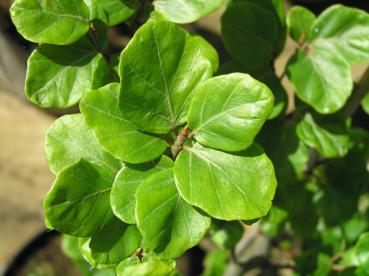 Rundblättrige Rotbuche - Fagus sylvatica Rotundifolia