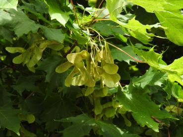Acer platanoides Globosum - Kugelahorn