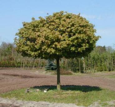 Kugelahorn - kleiner Baum mit kugeliger Krone