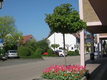 Der Kugelahorn eignet sich gut als Stadtbaum.