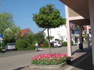 Der Kugelahorn benötigt wenig Platz.