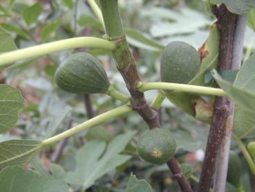 Ficus carica Brown Turkey - Feige Brown Turkey