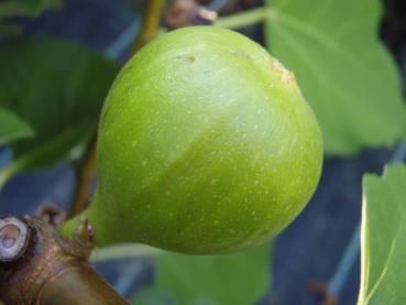 Ficus carica Kadota