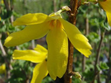 Gelbe Blüte der Forsythie Beatrix Farrand