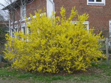 Forsythia 'Lynwood Gold' - Forsythia Lynwood Gold