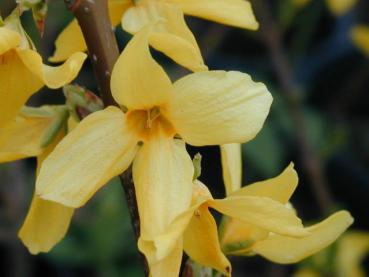 Die Forsythie Lynwood Gold ist ein hübscher gelbblühender Strauch.