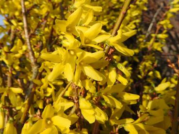 Forsythie Lynwood Gold - gelber Frühblüher