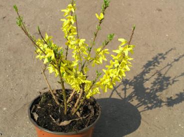 Forsythia Melee d`Or - Zwergforsythie