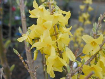 Forsythia Spectabilis