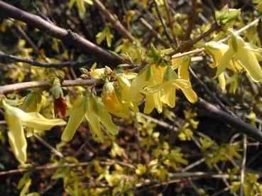 Bågforsythia, Hängforsythia - Forsythia suspensa var. fortunei