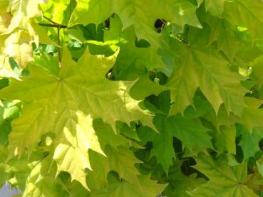 Acer platanoides Princeton Gold - Goldahorn