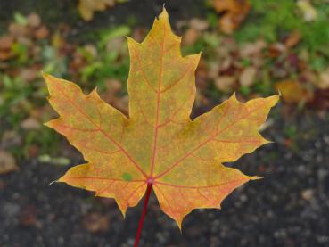 Acer platanoides Princeton Gold - buntes Herbstlaub