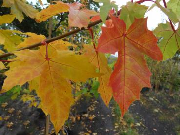Acer platanoides Princeton Gold im Herbstkleid