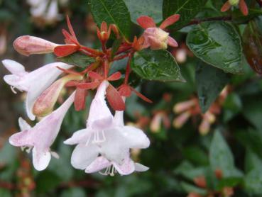 Abelia grandiflora - Großblumige Abelie