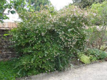 Wuchsform Abelia grandiflora