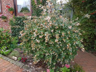 Abelia grandiflora