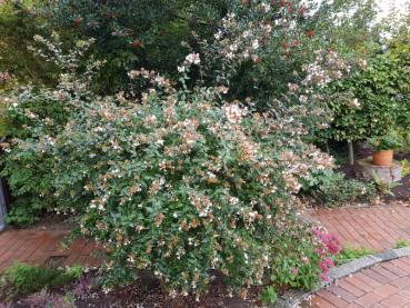 Abelia grandiflora