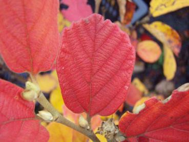 Stor häxal - Fothergilla major