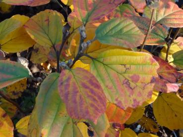 Der Federbuschstrauch, Fothergilla major oder Fothergilla monticola im Herbstlaub