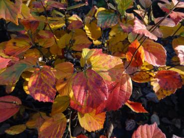 Der Federbuschstrauch (Fothergilla major) im Herbstlaub