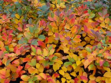 Fothergilla major - prächtiges Herbstlaub