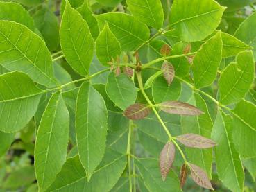 Weißesche - Fraxinus americana