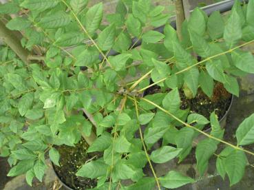 Fraxinus angustifolia - Schmalblättrige Esche