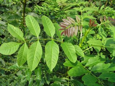 Gemeine Esche - Fraxinus excelsior