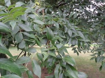 Fraxinus excelsior