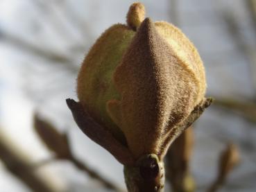 Stark behaarte Knospe der Blumenesche