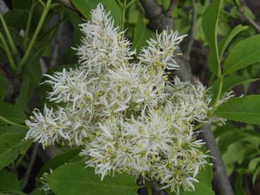 Kugel-Blumenesche - Fraxinus ornus Meczek