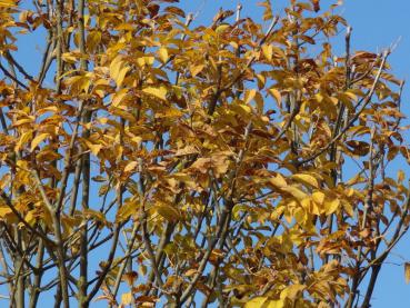 Schönes Herbstlaub bei Fraxinus ornus Meczek, der Kugel-Blumenesche
