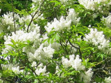 Fraxinus sieboldiana - Chinesische Blumenesche