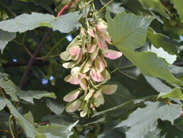 Bergahorn, Acer pseudoplatanus - rot-grüne Früchte ('Nasen') im Herbst