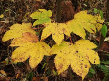 Herbstlaub im November beim Bergahorn