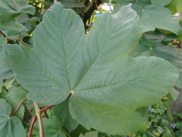 Bergahorn, Acer pseudoplatanus Dunkelgrüne Blätter