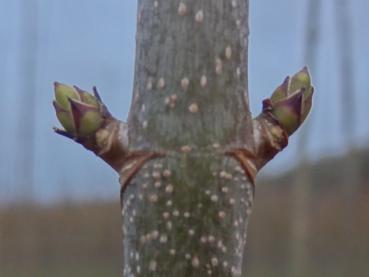 Typische Winterknospen von Acer pseudoplatanus