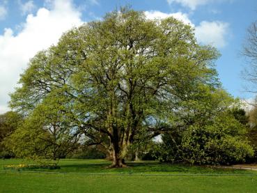 Alter Bergahorn in einem Park