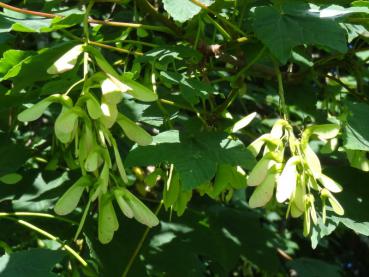 Spaltfrüchte bei Acer pseudoplatanus