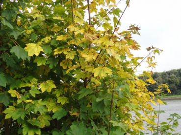 Leuchtend gelb ist die Herbstfärbung des Bergahorns