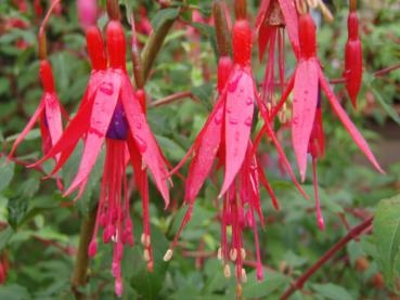 Fuchsia Gracilis