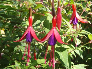 Die Blüte von Fuchsia Gracilis im Detail