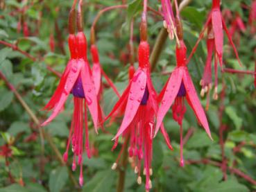 Sommerliche Blüte der Strauchfuchsie