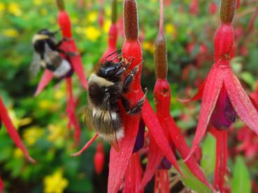 Fuchsia Gracilis in Blüte