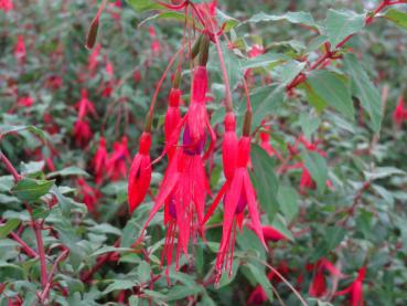 Fuchsia Gracilis ist auch unter Fuchsia Riccartonii bekannt