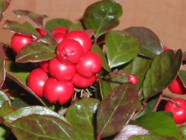 Rebhuhnbeere - Gaultheria procumbens