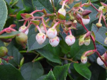 Gaultheria shallon - Scheinbeere, Salal