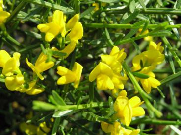 Genista pilosa Lemon Spreader - Sandginster Lemon Spreader