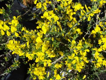 Genista pilosa Vancouver Gold - Sandginster Vancouver Gold